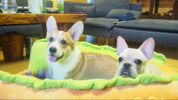 Hot Dog Bed