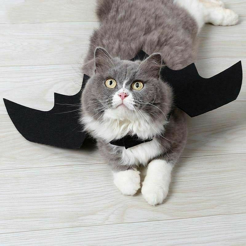 Halloween Cat Costume Suit Black Bat